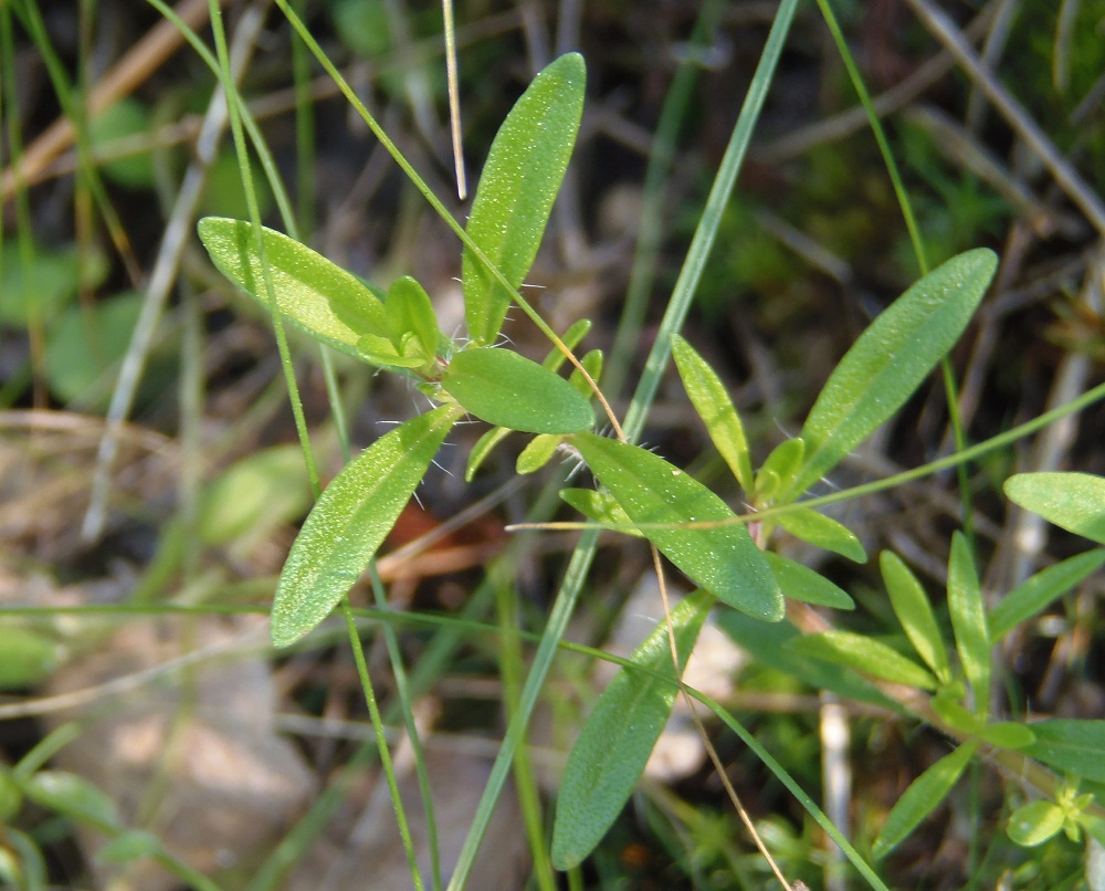Изображение особи Thymus &times; tschernjajevii.