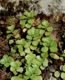 Sedum stoloniferum