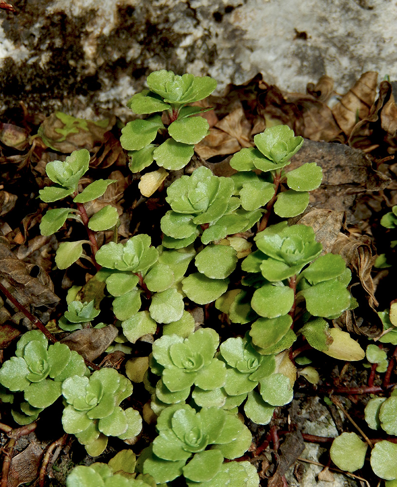 Image of Sedum stoloniferum specimen.