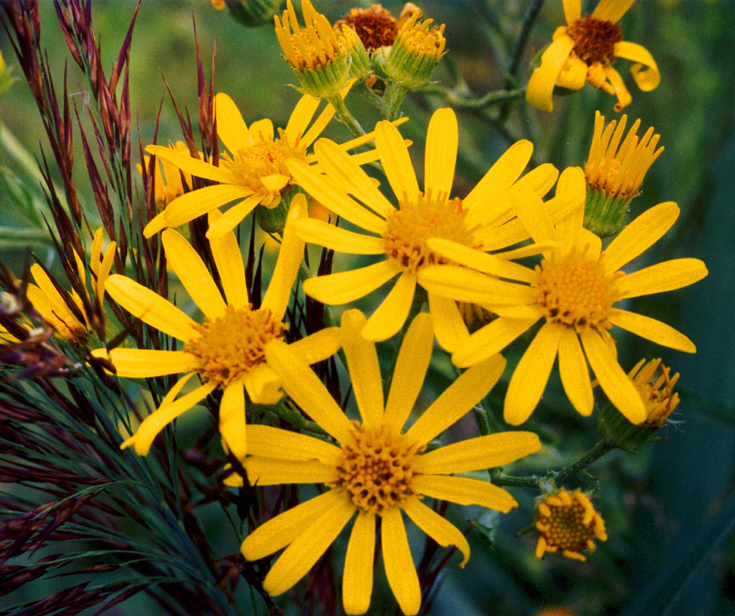 Изображение особи Senecio paludosus.