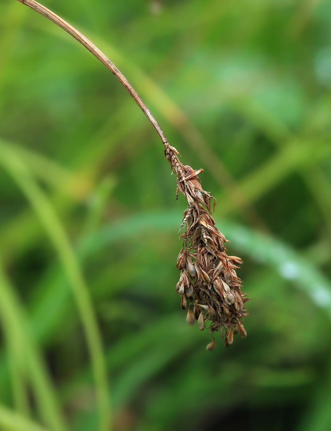 Изображение особи Carex laevissima.