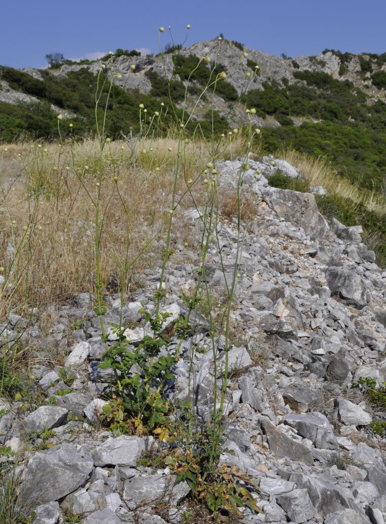 Изображение особи Cephalaria ambrosioides.