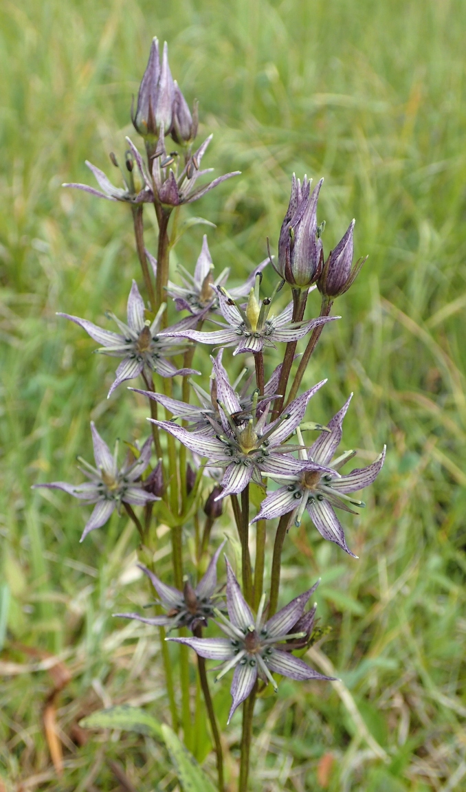 Image of Swertia stenopetala specimen.