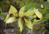 Clematis serratifolia