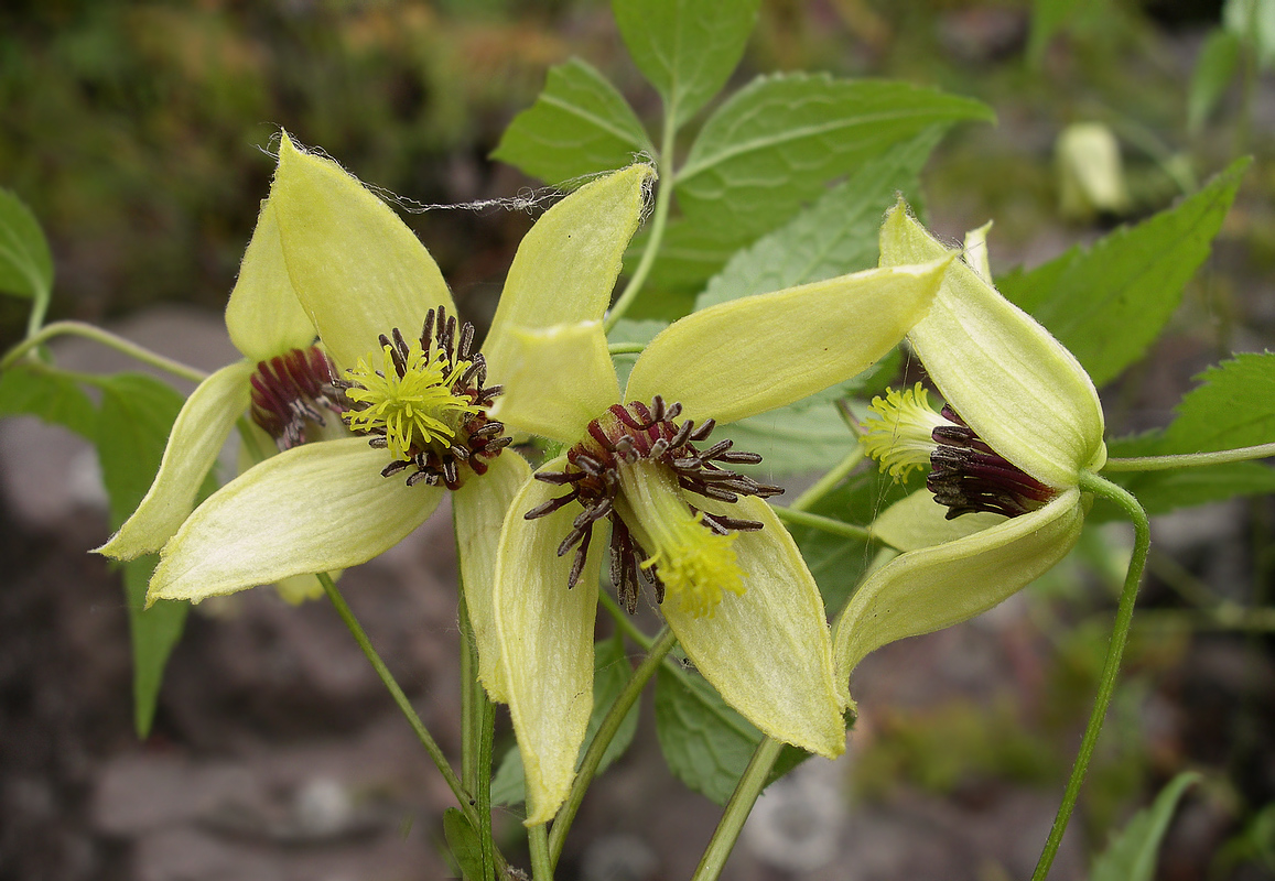 Image of Clematis serratifolia specimen.