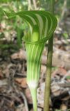 Arisaema amurense