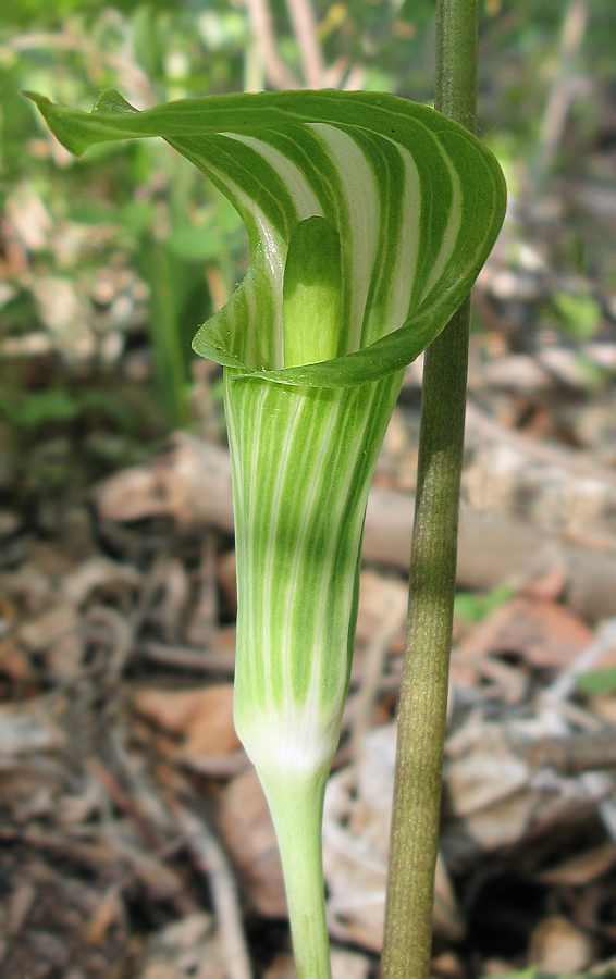 Изображение особи Arisaema amurense.