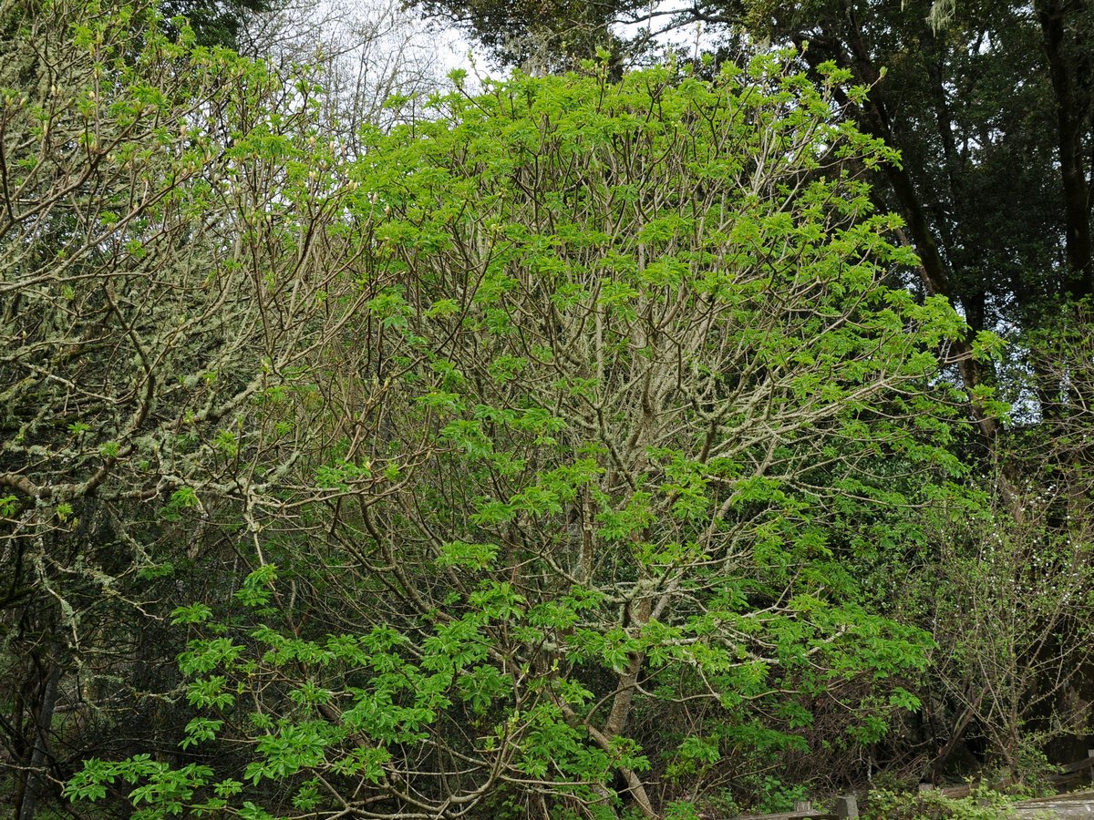 Изображение особи Aesculus californica.