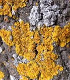 Xanthoria parietina