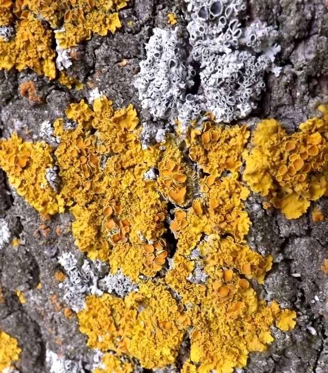 Изображение особи Xanthoria parietina.