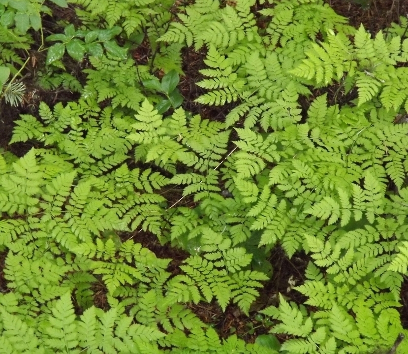 Image of Dryopteris amurensis specimen.