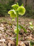 Helleborus caucasicus