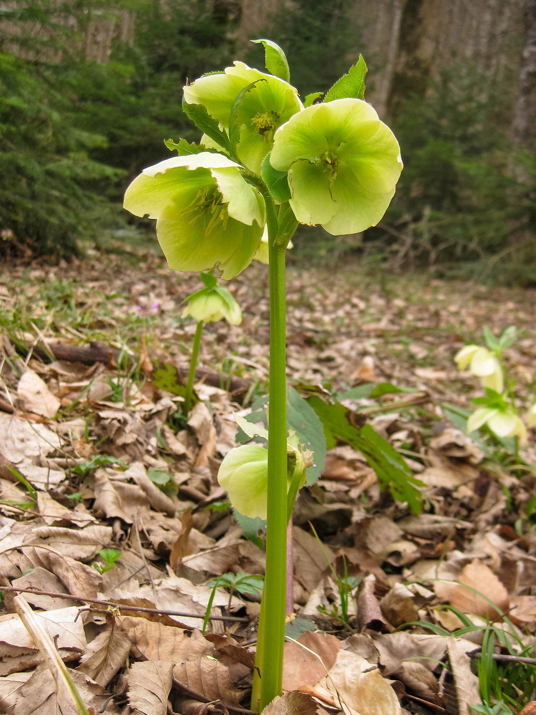 Image of Helleborus caucasicus specimen.