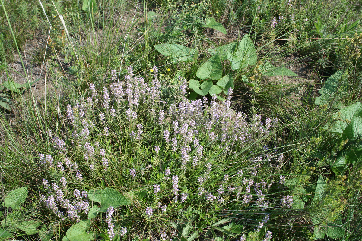 Image of Thymus marschallianus specimen.