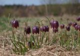 Fritillaria meleagris