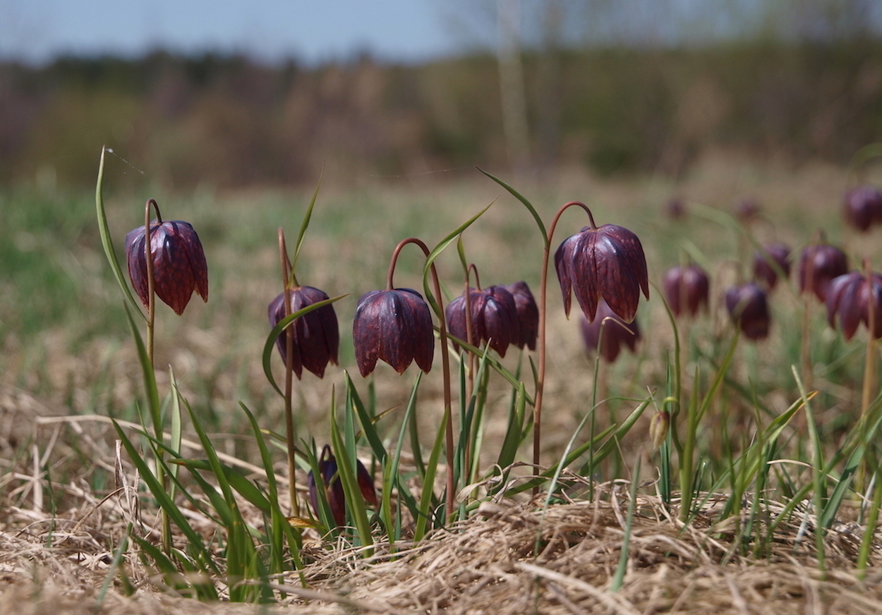 Image of Fritillaria meleagris specimen.