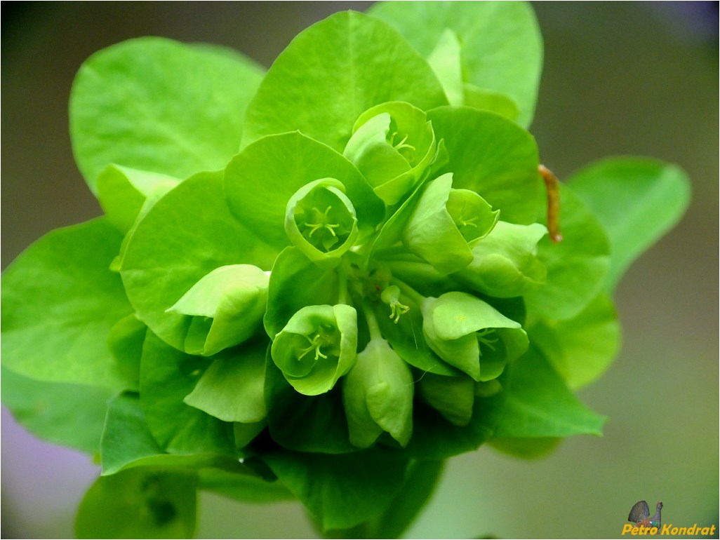 Image of Euphorbia amygdaloides specimen.