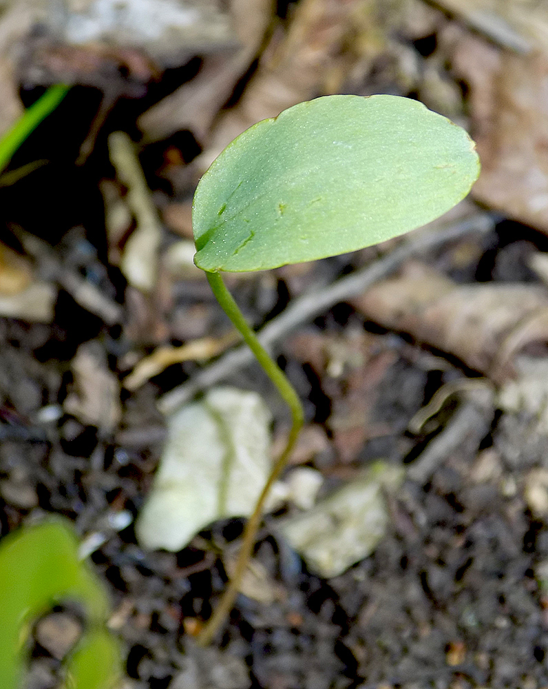 Image of Corydalis marschalliana specimen.