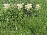 Filipendula vulgaris. Цветущие растения. Ростовская обл., Неклиновский р-н, Фёдоровское с/п, дол. р. Сухой Еланчик, луг на склоне. 29.05.2017.