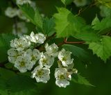 Crataegus