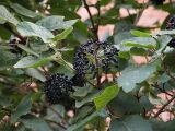 Viburnum lantana. Побеги с соплодиями. Санкт-Петербург. 10 октября 2009 г.