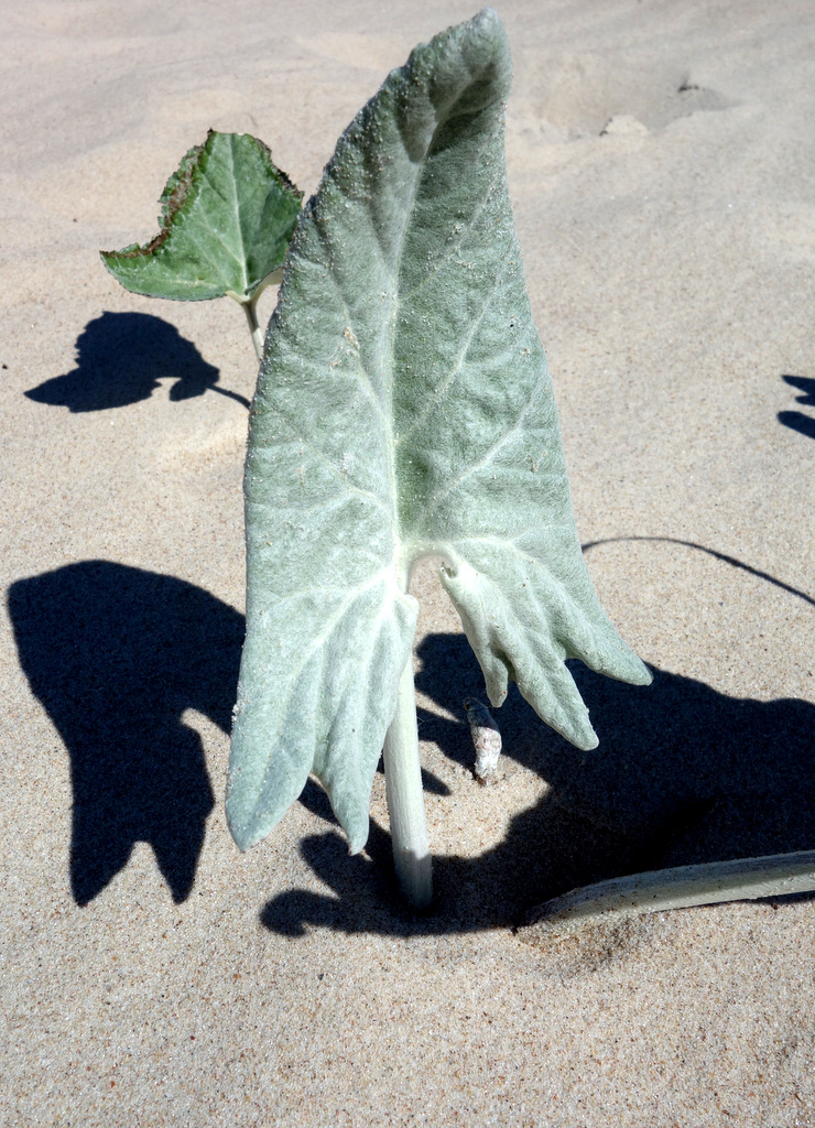 Image of Petasites spurius specimen.