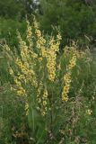 Verbascum marschallianum. Цветущее растение. Ростовская обл., Волгодонской р-н, окр. Панского леса, степь. 17.06.2015.