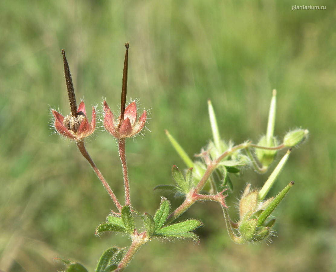 Изображение особи Geranium pusillum.