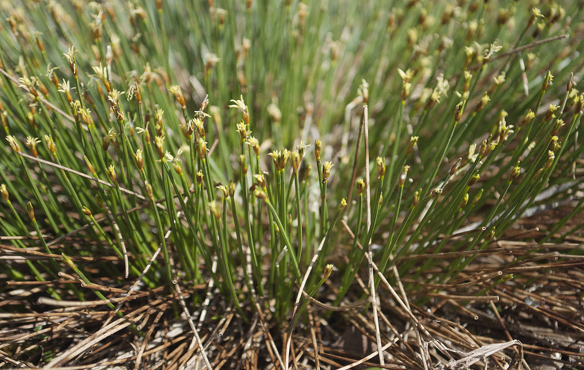 Изображение особи Trichophorum cespitosum.