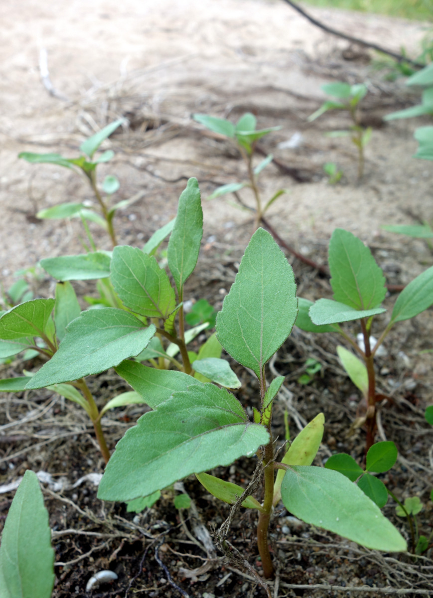 Изображение особи Xanthium orientale.