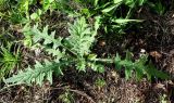 Cirsium vulgare