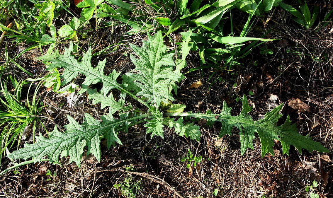 Image of Cirsium vulgare specimen.