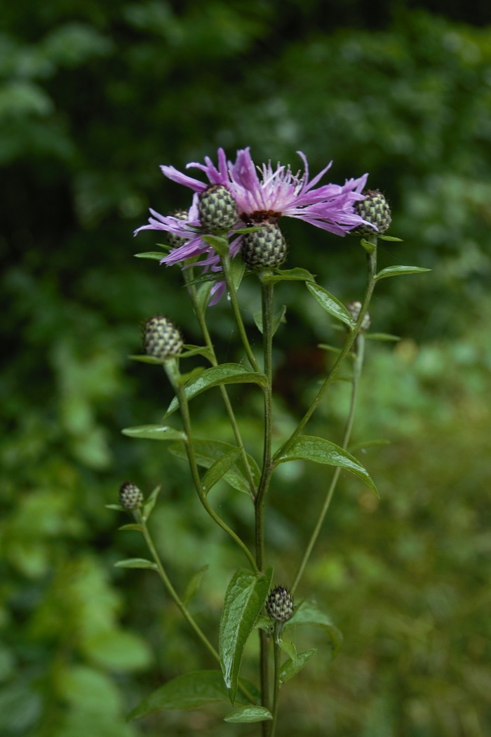 Изображение особи Centaurea salicifolia.