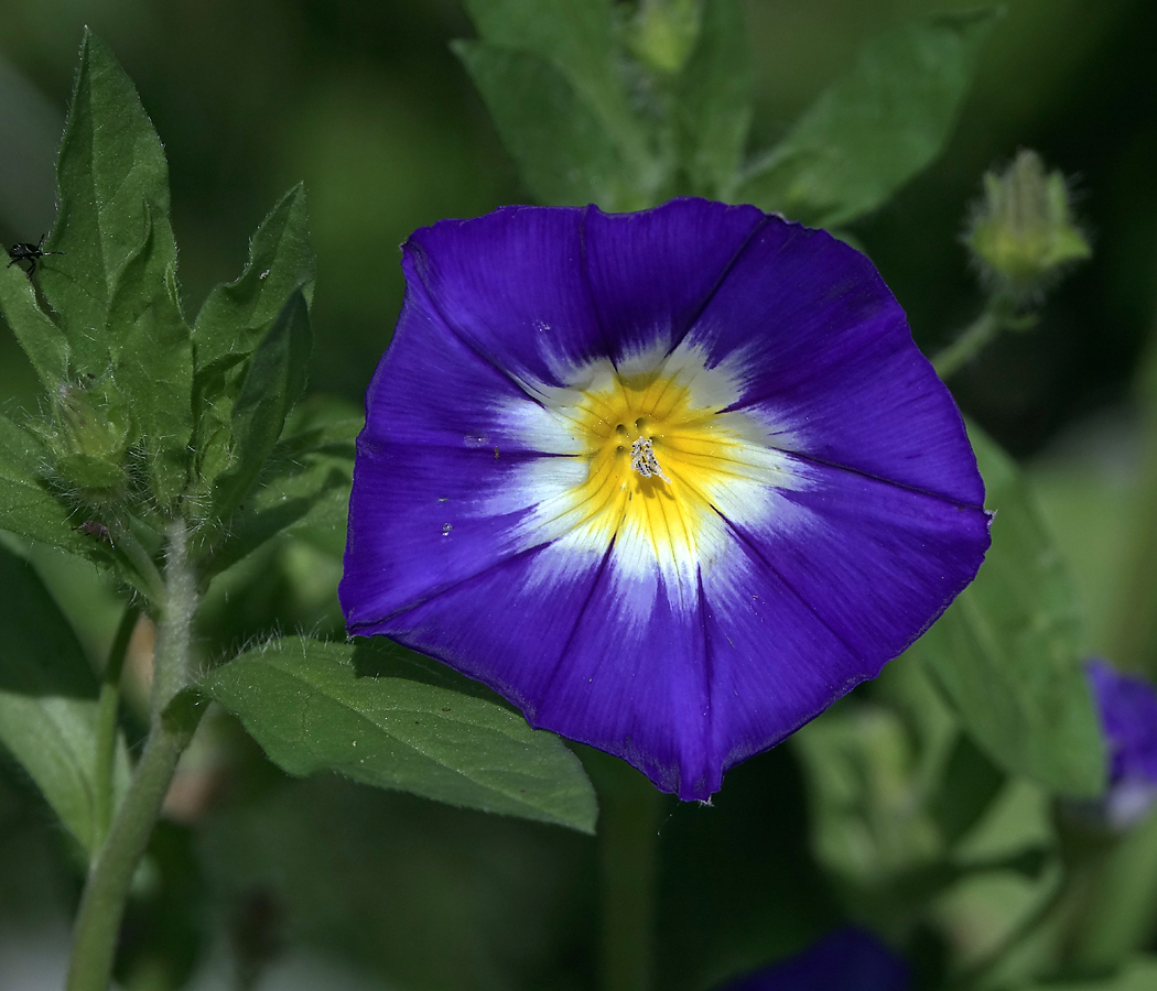 Изображение особи Convolvulus tricolor.