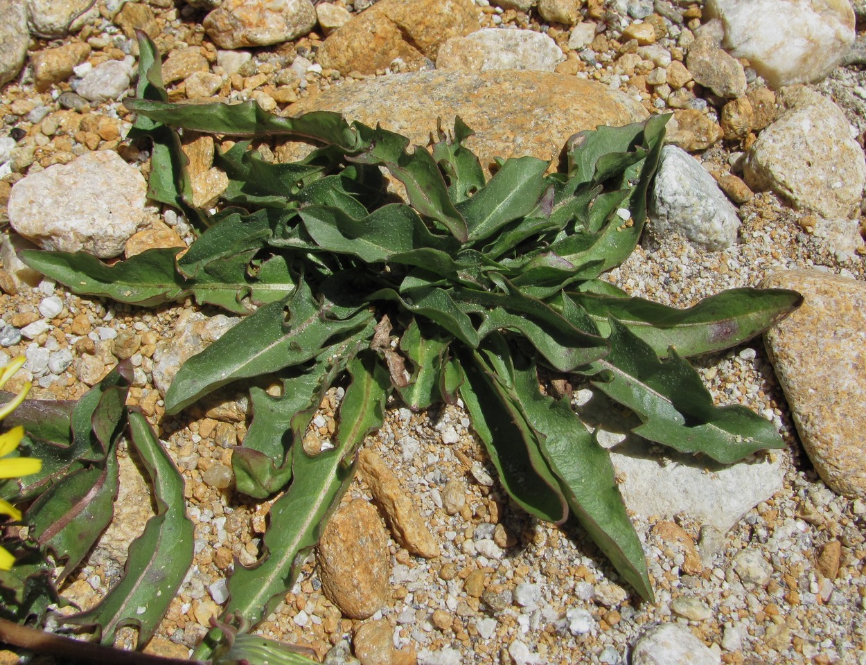 Image of Taraxacum confusum specimen.