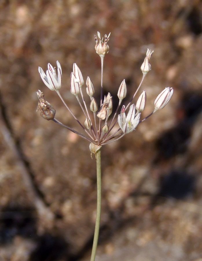 Изображение особи Allium inaequale.