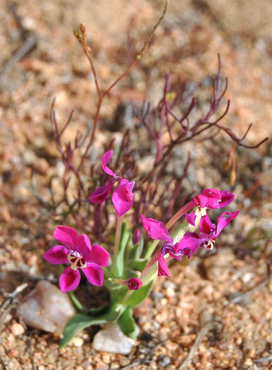 Изображение особи Lapeirousia silenoides.