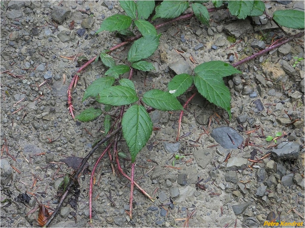 Image of Rubus serpens specimen.