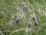 Pulsatilla ucrainica