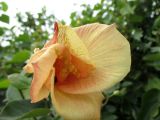 Hibiscus tiliaceus