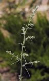 Salsola tragus