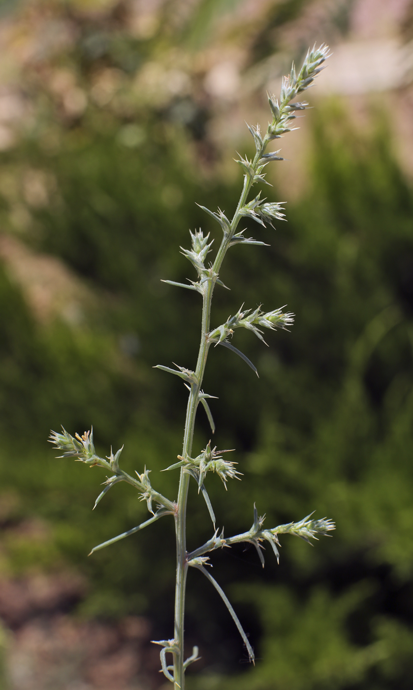 Изображение особи Salsola tragus.