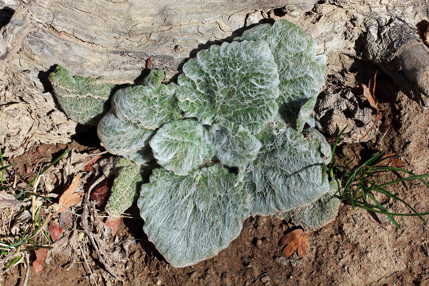 Image of Salvia sclarea specimen.