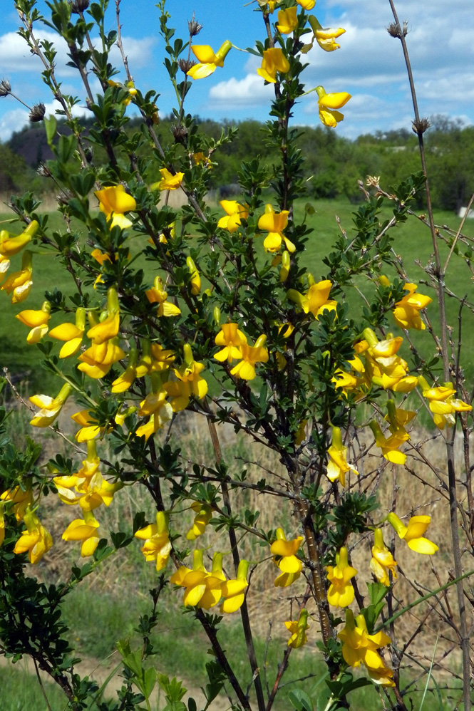 Image of Caragana frutex specimen.