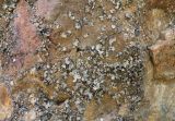 Dermatocarpon miniatum. Талломы на скале. Кабардино-Балкария, Эльбрусский р-н, окр. пос. Эльбрус, ок. 1800 м н.у.м. 31.07.2017.