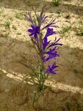 Ixiolirion tataricum. Цветущее растение. Израиль, нагорье Негев, вади нахаль Цин, обочина шоссе. 14.04.2008.