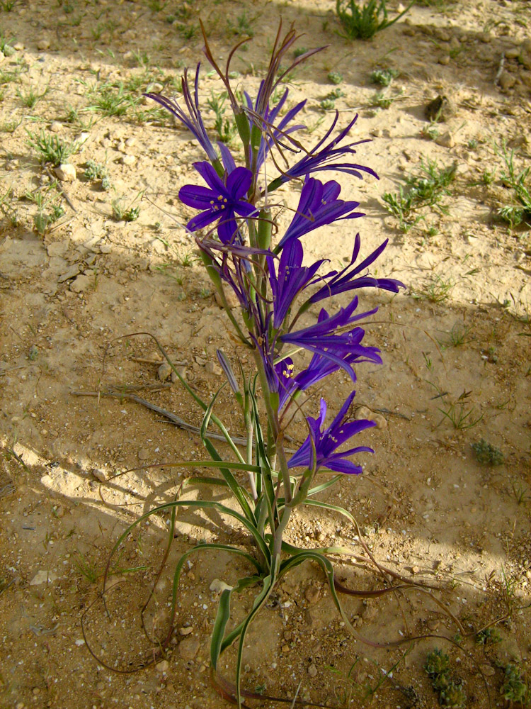 Image of Ixiolirion tataricum specimen.