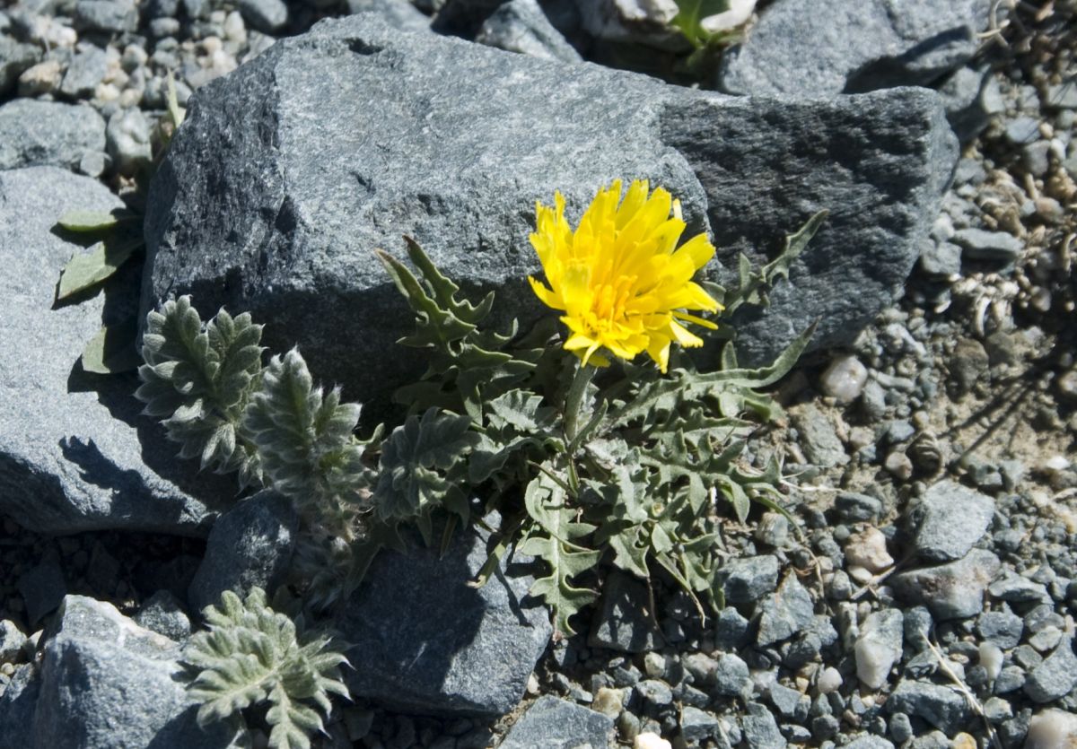 Изображение особи Crepis crocea.