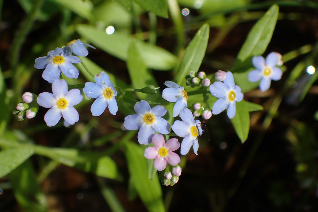 Изображение особи Myosotis palustris.