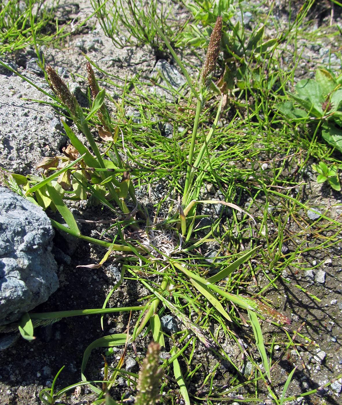 Image of Agrostis exarata specimen.